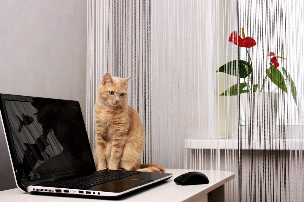 How to Remove Indoor Allergens | cat sitting next to laptop